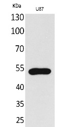 Fig.1. Western Blot analysis of U87 cells using Fractalkine Receptor Polyclonal Antibody. Secondary antibody (catalog#: A21020) was diluted at 1:20000.
