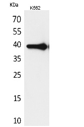 Fig. Western Blot analysis of K562 cells using HSP77/76 Polyclonal Antibody. Secondary antibody (catalog#: A21020) was diluted at 1:20000.