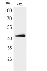 Fig.1. Western Blot analysis of K562 cells using JAM-B Polyclonal Antibody. Secondary antibody (catalog#: A21020) was diluted at 1:20000.
