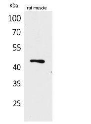 Fig.1. Western Blot analysis of rat muscle cells using KLF12 Polyclonal Antibody. Secondary antibody (catalog#: A21020) was diluted at 1:20000.