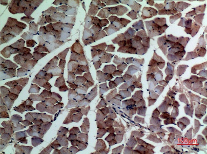 Fig.2. Immunohistochemical analysis of paraffin-embedded rat-muscle, antibody was diluted at 1:100.
