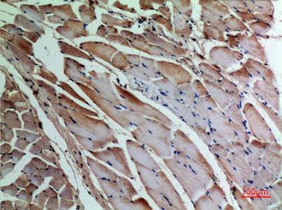 Fig.3. Immunohistochemical analysis of paraffin-embedded rat-muscle, antibody was diluted at 1:100.