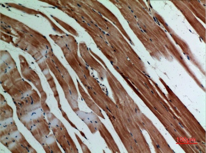 Fig.4. Immunohistochemical analysis of paraffin-embedded Mouse-muscle, antibody was diluted at 1:100.