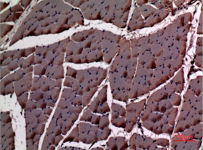 Fig.2. Immunohistochemical analysis of paraffin-embedded rat-muscle, antibody was diluted at 1:100.