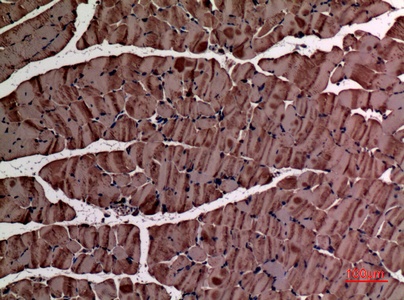 Fig.4. Immunohistochemical analysis of paraffin-embedded Mouse-muscle, antibody was diluted at 1:100.