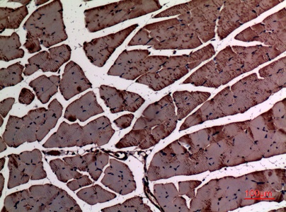 Fig.5. Immunohistochemical analysis of paraffin-embedded Mouse-muscle, antibody was diluted at 1:100.