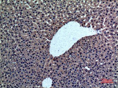 Fig.2. Immunohistochemical analysis of paraffin-embedded rat-liver, antibody was diluted at 1:100.