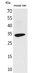 Fig.1. Western Blot analysis of Mouse liver cells using Hepassocin Polyclonal Antibody. Secondary antibody (catalog#: A21020) was diluted at 1:20000.