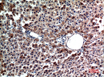 Fig.3. Immunohistochemical analysis of paraffin-embedded rat-liver, antibody was diluted at 1:100.