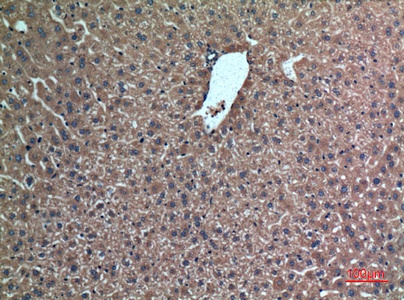Fig.4. Immunohistochemical analysis of paraffin-embedded Mouse-liver, antibody was diluted at 1:100.
