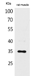 Fig. Western Blot analysis of rat muscle cells using CA IV Polyclonal Antibody. Secondary antibody (catalog#: A21020) was diluted at 1:20000.