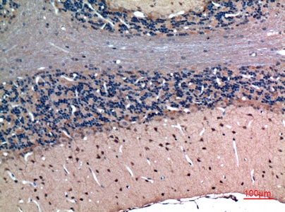 Fig.3. Immunohistochemical analysis of paraffin-embedded rat-brain, antibody was diluted at 1:100.