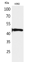 Fig.1. Western Blot analysis of K562 cells using DR3 Polyclonal Antibody. Secondary antibody (catalog#: A21020) was diluted at 1:20000.