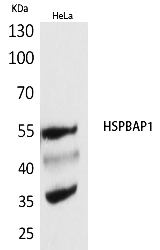 Fig.1. Western Blot analysis of hela cells using HSPBAP1 Polyclonal Antibody. Secondary antibody (catalog#: A21020) was diluted at 1:20000.