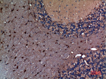 Fig.2. Immunohistochemical analysis of paraffin-embedded rat-brain, antibody was diluted at 1:100.
