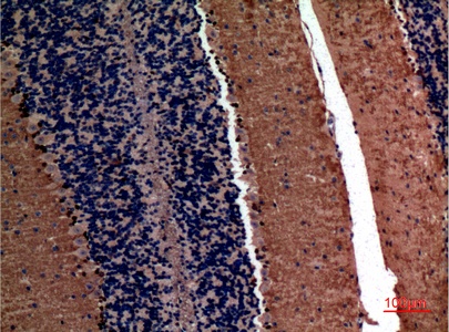 Fig.4. Immunohistochemical analysis of paraffin-embedded Mouse-brain, antibody was diluted at 1:100.