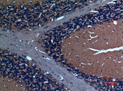 Fig.2. Immunohistochemical analysis of paraffin-embedded rat-brain, antibody was diluted at 1:100.