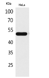Fig.1. Western Blot analysis of hela cells using LXRα Polyclonal Antibody. Antibody was diluted at 1:500. Secondary antibody (catalog#: A21020) was diluted at 1:20000.