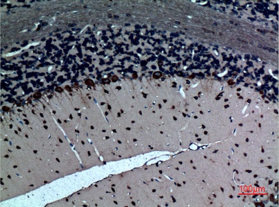 Fig.4. Immunohistochemical analysis of paraffin-embedded rat-brain, antibody was diluted at 1:100.