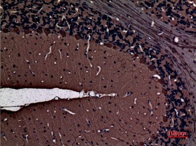 Fig.2. Immunohistochemical analysis of paraffin-embedded rat-brain, antibody was diluted at 1:100.