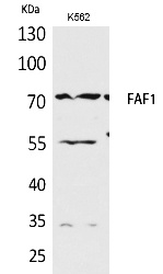 Fig.1. Western Blot analysis of K562 cells using FAF1 Polyclonal Antibody. Secondary antibody (catalog#: A21020) was diluted at 1:20000.