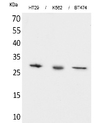 Fig. Western Blot analysis of HT29, K562,  BT474 cells using BRMS-1 Polyclonal Antibody. Secondary antibody (catalog#: A21020) was diluted at 1:20000.