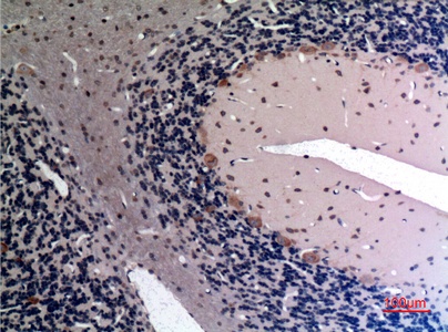 Fig.2. Immunohistochemical analysis of paraffin-embedded rat-brain, antibody was diluted at 1:100.
