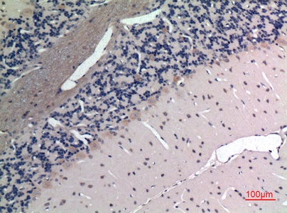 Fig.3. Immunohistochemical analysis of paraffin-embedded rat-brain, antibody was diluted at 1:100.