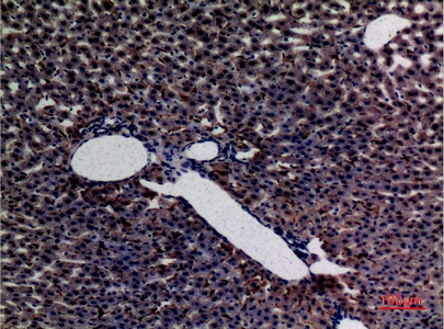 Fig.2. Immunohistochemical analysis of paraffin-embedded rat-liver, antibody was diluted at 1:100.
