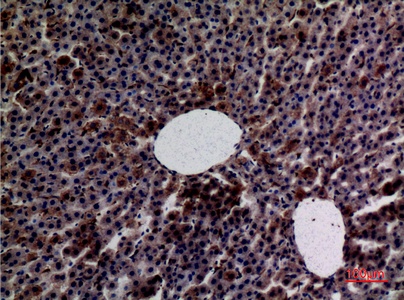 Fig.3. Immunohistochemical analysis of paraffin-embedded rat-liver, antibody was diluted at 1:100.