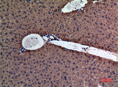 Fig.4. Immunohistochemical analysis of paraffin-embedded Mouse-liver, antibody was diluted at 1:100.
