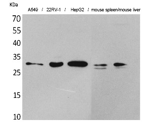 Fig.1. Western Blot analysis of A549, 22RV-1,  HepG2,  Mouse spleen, Mouse liver cells using TALL-1 Polyclonal Antibody. Secondary antibody (catalog#: A21020) was diluted at 1:20000.