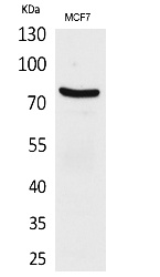 Fig.1. Western Blot analysis of MCF7 cells using CD66e Polyclonal Antibody. Secondary antibody (catalog#: A21020) was diluted at 1:20000.