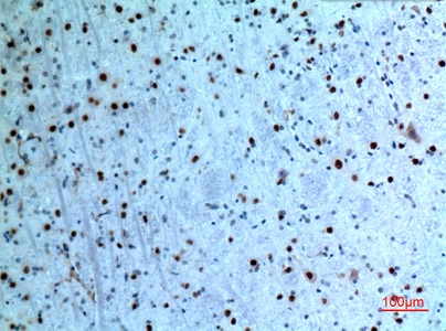 Fig.4. Immunohistochemical analysis of paraffin-embedded Mouse-brain, antibody was diluted at 1:100.