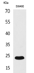 Fig.1. Western Blot analysis of SW480 cells using FGF-9 Polyclonal Antibody. Secondary antibody (catalog#: A21020) was diluted at 1:20000.