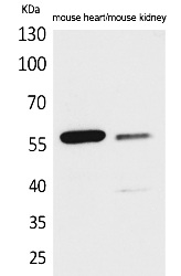Fig. Western Blot analysis of Mouse heart, Mouse kidney cells using Angptl1/2 Polyclonal Antibody. Secondary antibody (catalog#: A21020) was diluted at 1:20000.