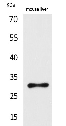 Fig.1. Western Blot analysis of Mouse liver cells using FGF-5 Polyclonal Antibody. Secondary antibody (catalog#: A21020) was diluted at 1:20000.
