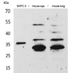 Fig.1. Western Blot analysis of BXPC-3, Mouse eye, Mouse lung cells using TF Polyclonal Antibody. Secondary antibody (catalog#: A21020) was diluted at 1:20000.