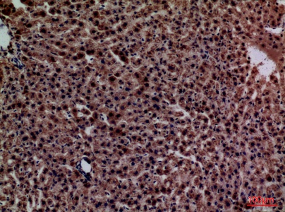 Fig.3. Immunohistochemical analysis of paraffin-embedded rat-liver, antibody was diluted at 1:100.