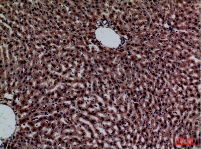Fig.4. Immunohistochemical analysis of paraffin-embedded rat-liver, antibody was diluted at 1:100.