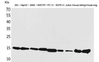 Fig.1. Western Blot analysis of 293, HepG2,  A549, SHSY5Y, PC-12,  BXPC-3, Jurkat, Mouse kidney, Mouse lung cells using CyPA Polyclonal Antibody. Secondary antibody (catalog#: A21020) was diluted at 1:20000.