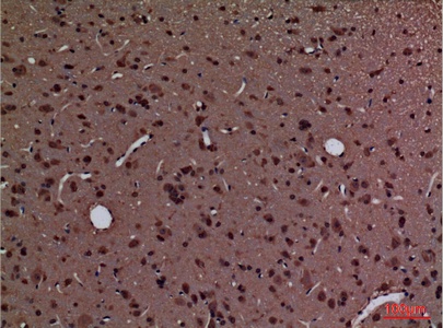 Fig.2. Immunohistochemical analysis of paraffin-embedded rat-brain, antibody was diluted at 1:100.