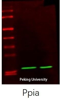 Fig.7. The picture was kindly provided by our customer.