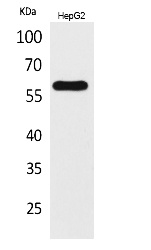 Fig. Western Blot analysis of HepG2 cells using ASIC3 Polyclonal Antibody. Secondary antibody (catalog#: A21020) was diluted at 1:20000.