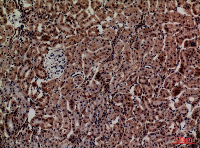 Fig.4. Immunohistochemical analysis of paraffin-embedded rat-kidney, antibody was diluted at 1:100.
