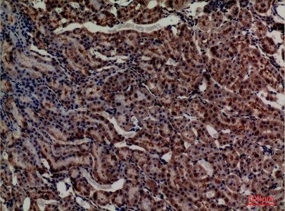 Fig.5. Immunohistochemical analysis of paraffin-embedded rat-kidney, antibody was diluted at 1:100.