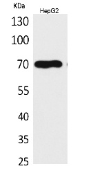 Fig.1. Western Blot analysis of HepG2 cells using Glypican-3 Polyclonal Antibody. Secondary antibody (catalog#: A21020) was diluted at 1:20000.
