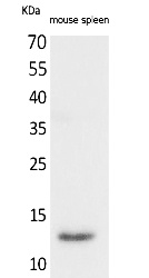Fig.1. Western Blot analysis of Mouse spleen cells using BLC Polyclonal Antibody. Secondary antibody (catalog#: A21020) was diluted at 1:20000.