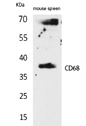 Fig.1. Western Blot analysis of Mouse spleen cells using CD68 Polyclonal Antibody. Secondary antibody (catalog#: A21020) was diluted at 1:20000.