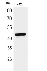 Fig.1. Western Blot analysis of K562 cells using P2X3 Polyclonal Antibody. Secondary antibody (catalog#: A21020) was diluted at 1:20000.